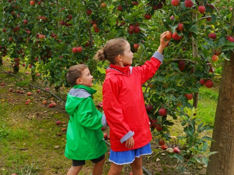 Guide to Fruit Picking around NSW