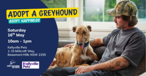 Adopt A Greyhound at Kellyville Pets