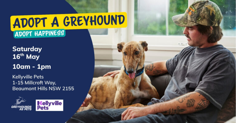 Adopt A Greyhound at Kellyville Pets