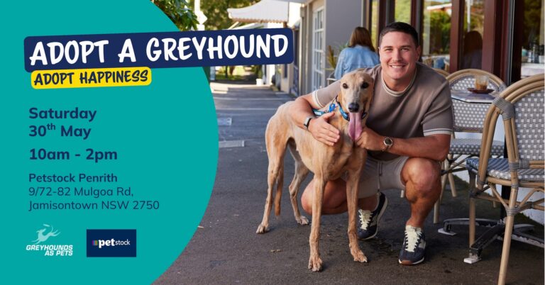 Greyhound Adoption Event