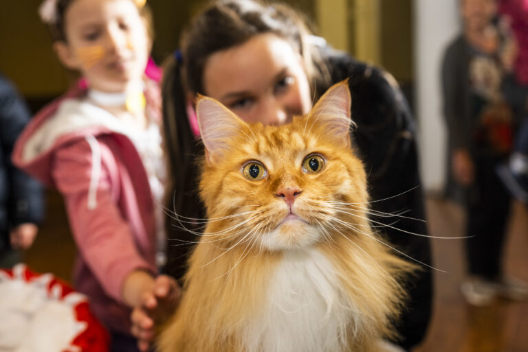 Sydney Cat Lovers Festival